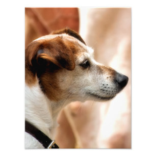 JACK RUSSELL TERRIER DOG FOTO AFDRUK