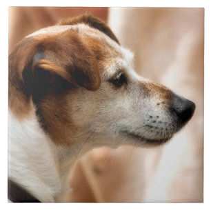 JACK RUSSELL TERRIER DOG TEGELTJE