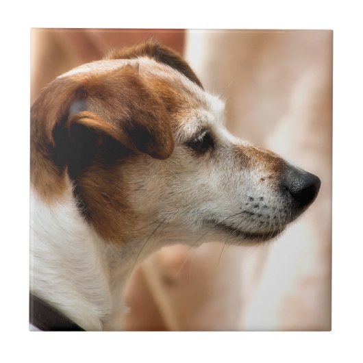 JACK RUSSELL TERRIER DOG TEGELTJE (Voorkant)