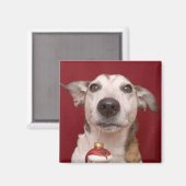 Jack Russell Terrier Holding kerstversiering Magneet (Voorkant / Achterkant)