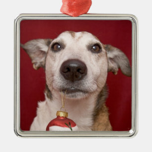 Jack Russell Terrier Holding kerstversiering Metalen Ornament