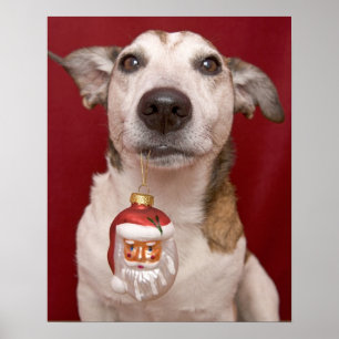 Jack Russell Terrier Holding kerstversiering Poster