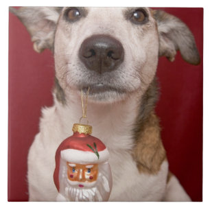 Jack Russell Terrier Holding kerstversiering Tegeltje