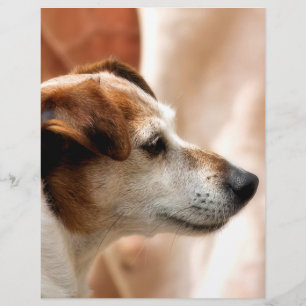 JACK RUSSELL TERRIËR HOND FLYER