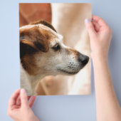 JACK RUSSELL TERRIËR HOND FLYER (Hand)