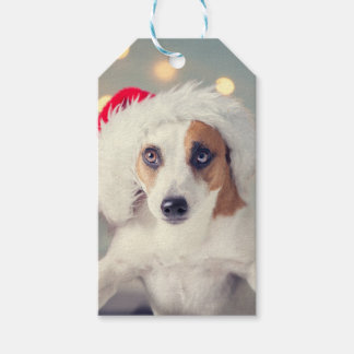 Jack Russell Terrier in een Santa hat Gift Kaart Cadeaulabel