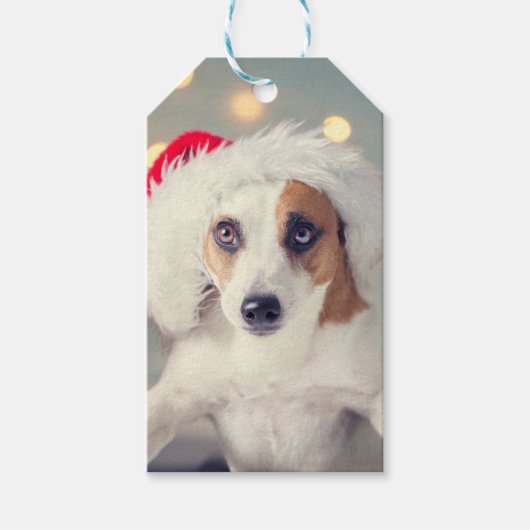 Jack Russell Terrier in een Santa hat Gift Kaart Cadeaulabel (Voorkant)