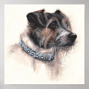 Jack Russell Terrier in Waterverf gefineerd Poster
