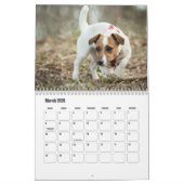Jack Russell Terrier Kalender (Mar 2026)