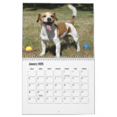 Jack Russell Terrier Kalender (Jan 2026)
