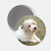 Jack Russell Terrier Magnet Magneet (Voorkant / Achterkant)