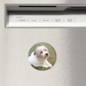 Jack Russell Terrier Magnet Magneet (Insitu (Vaatwasser))