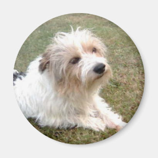 Jack Russell Terrier Magnet Magneet