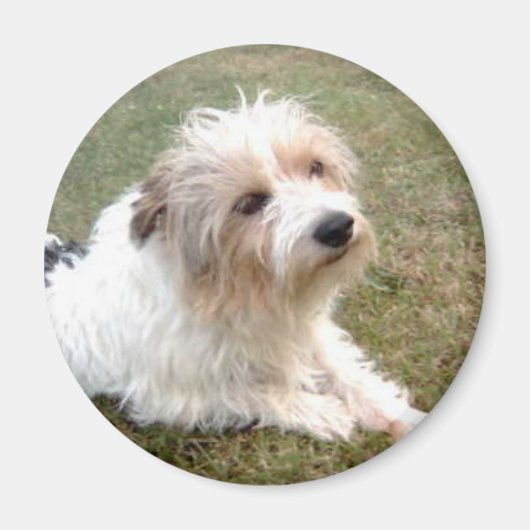 Jack Russell Terrier Magnet Magneet (Voorkant)