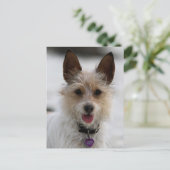 Jack Russell Terrier Mix - Winnie - Oman Briefkaart (Staand voorkant)