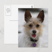Jack Russell Terrier Mix - Winnie - Oman Briefkaart (Voorkant / Achterkant)