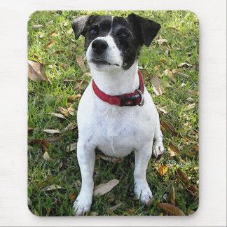 JACK RUSSELL TERRIER MUISMAT