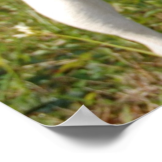 Jack Russell Terrier Poster (Hoek)