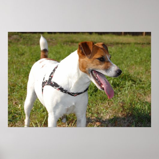Jack Russell Terrier Poster (Voorkant)