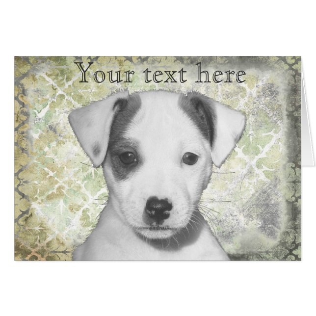 Jack Russell Terrier Puppy (Devant horizontal)