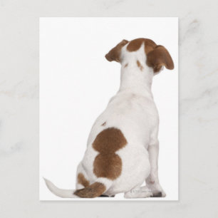 Jack Russell Terrier puppy (3 maanden oud) Briefkaart