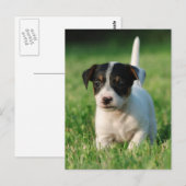 Jack Russell Terrier puppy Briefkaart (Voorkant / Achterkant)