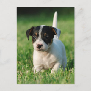 Jack Russell Terrier puppy Briefkaart