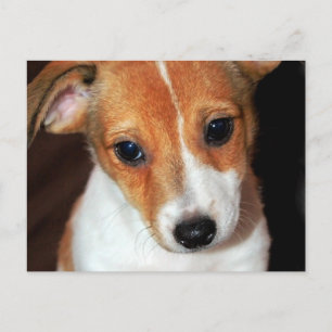 Jack Russell Terrier Puppy Dog Briefkaart