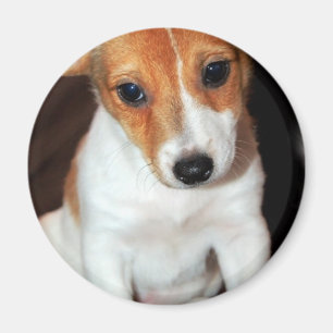 Jack Russell Terrier Puppy Dog Magnet Magneet