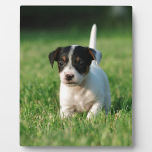 Jack Russell Terrier puppy Fotoplaat