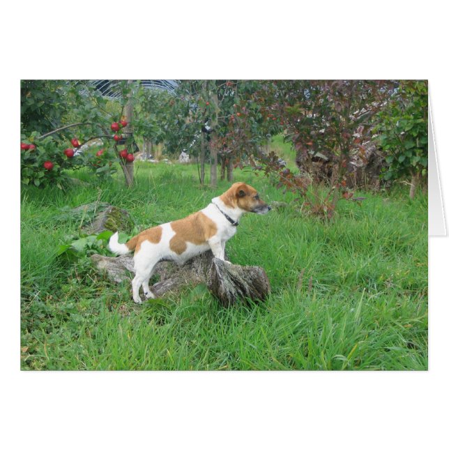 Jack Russell Terrier sur Rock (Devant horizontal)