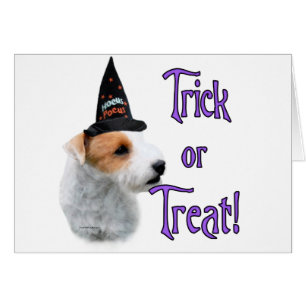 Jack Russell Terrier Trick