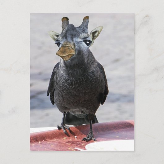 Jackaffe Briefkaart (Voorkant)