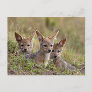 Jackal Pups Briefkaart