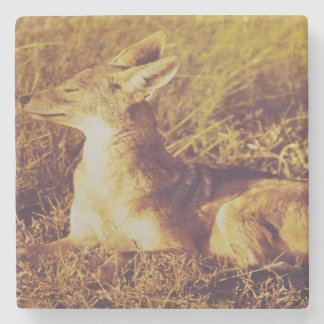 Jackal ruikt het ontbijt van safari lodge stenen onderzetter