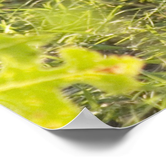 Jackalope 1 poster (Hoek)