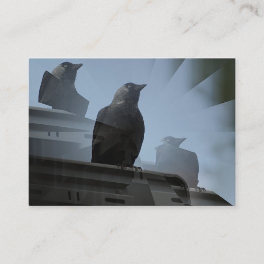 Jackdaw Bird Carte de visite (Devant)