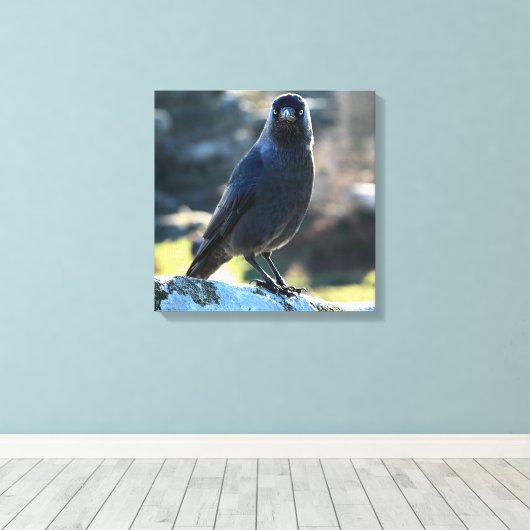 Jackdaw Canvas Afdruk (Insitu (Houten vloer))