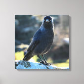 Jackdaw Canvas Afdruk (Voorkant)