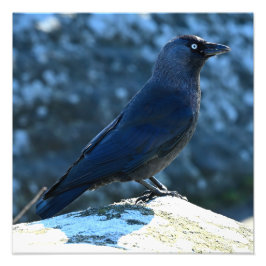 Jackdaw Foto Afdruk