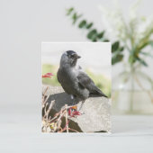 jackdaw.jpg briefkaart (Staand voorkant)