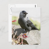 jackdaw.jpg briefkaart (Voorkant / Achterkant)