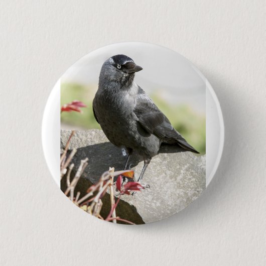 jackdaw.jpg ronde button 5,7 cm (Voorkant)