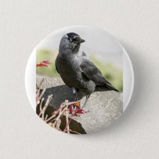 jackdaw.jpg ronde button 5,7 cm
