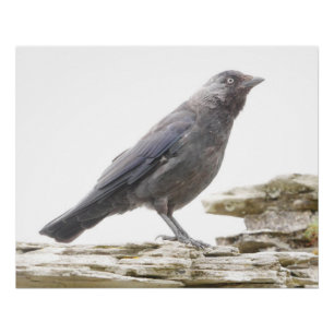 Jackdaw-Poster Perfect Poster