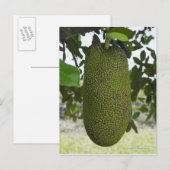 Jackfruit hangend aan boom briefkaart (Voorkant / Achterkant)