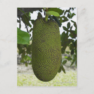 Jackfruit hangend aan boom briefkaart