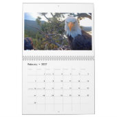 Jackie & Shadow - Calendrier de l'aigle à gros our (Feb 2027)
