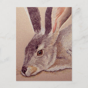 Jackrabbit Briefkaart