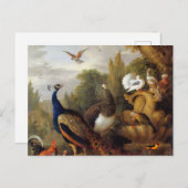 Jacob Bogdani Peacock Peahen Parrots Canary Briefkaart (Voorkant / Achterkant)